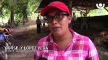 Lanzan en Nueva Segovia programa de inseminación artificial en ganado