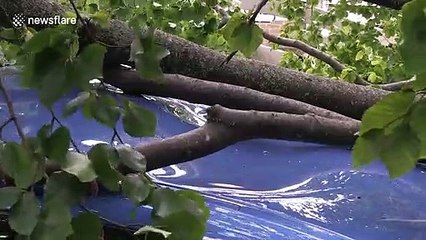 BMW crushed by tree during storm Francis in UK