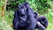 Mountain Gorilla Trekking in Bwindi Impenetrable National Park in Uganda