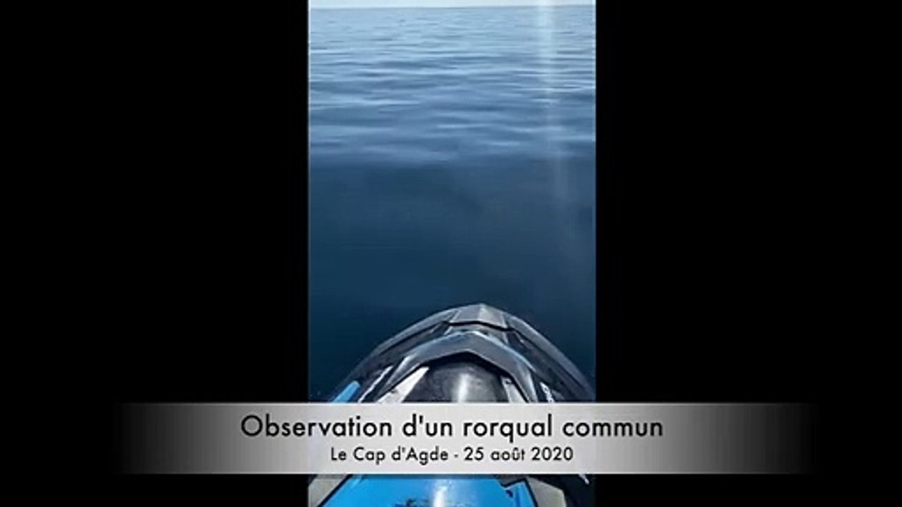 LE CAP D'AGDE - Un moniteur de jet ski croise la route d'un rorqual commun lors d'une excursion