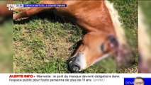 Chevaux mutilés, la grande énigme