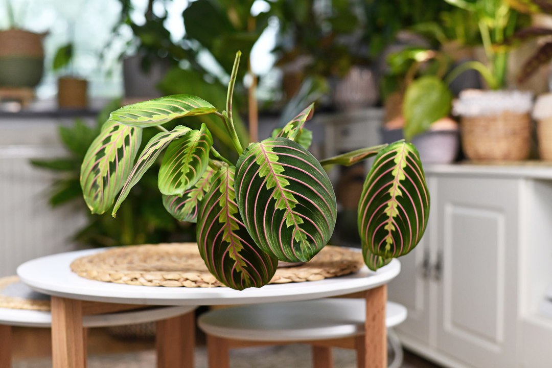 Prayer Plant Is a Great Low-Light Houseplant