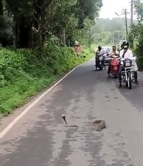 Pelea entre una mangosta y una cobra se vuelve viral en redes sociales