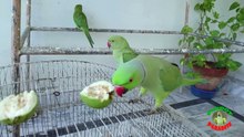 Indian Ringneck Parrot Eating Guavas