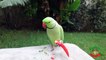 Indian Ringneck Parrot Loves Chili