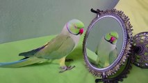 Indian Ringneck Parrot Talking to Mirror Part 1