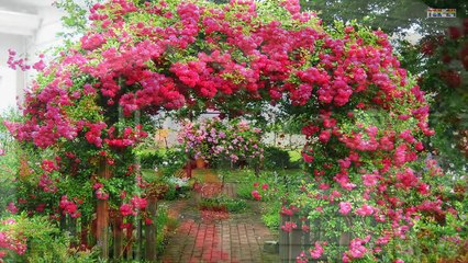 The Best Climbing Roses for Your Garden