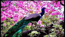 Beautiful & Rare Peacocks in the World - Never Seen this Peacocks