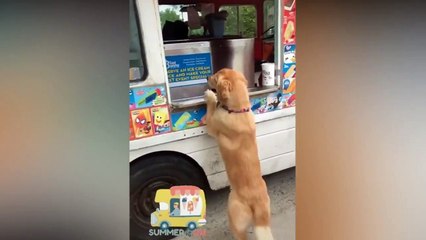  Best Funny Dogs   Of The Month -Try Not To Laugh Challenge 2020