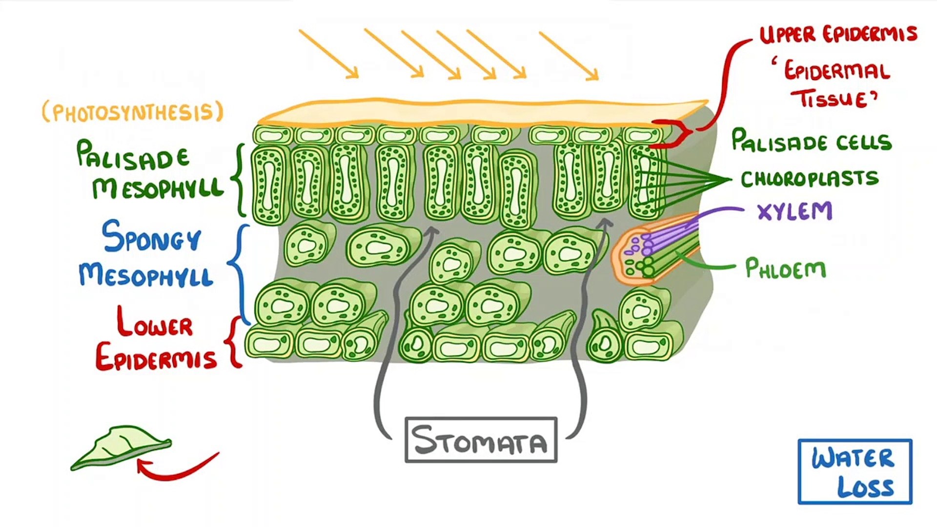 ⁣Biology - Structure of a Leaf and Stomata