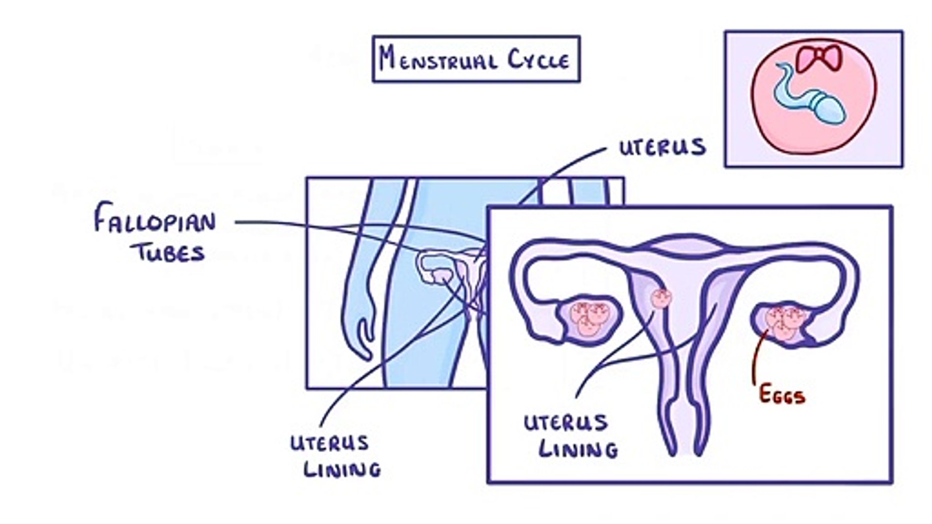 Biology - The Menstrual Cycle & Puberty