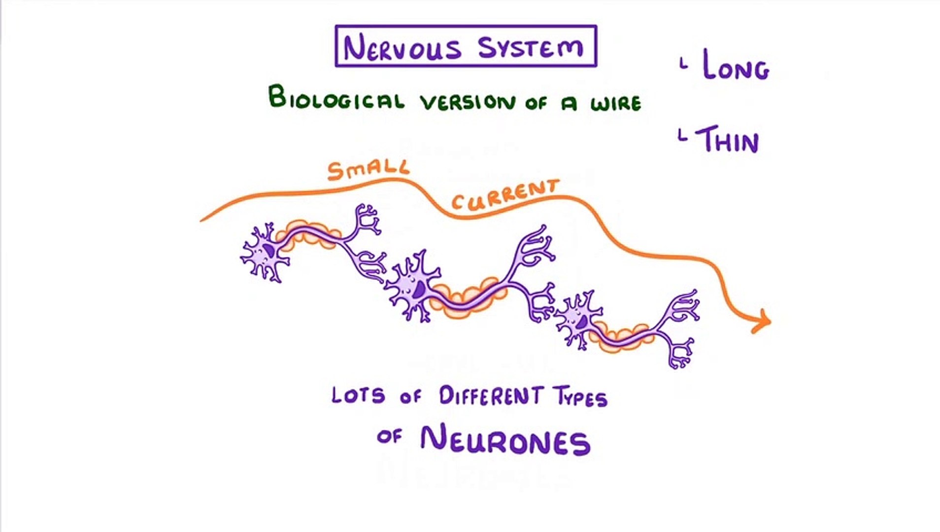 ⁣Biology - Nervous System and Reflex Arc