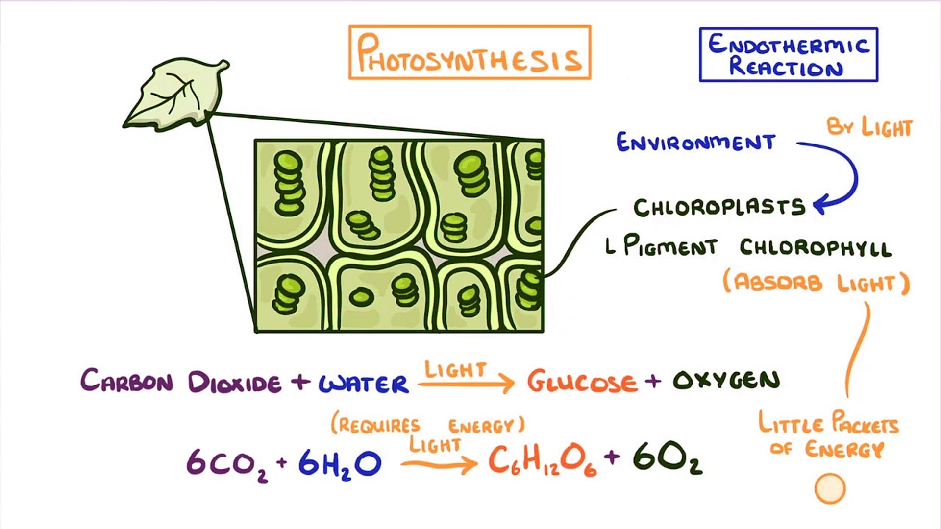 Biology - Photosynthesis