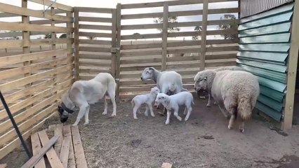 SiVAS KANGAL KOPEGi ve KOYUNLAR AGILDA - KANGAL DOG and SHEEPS