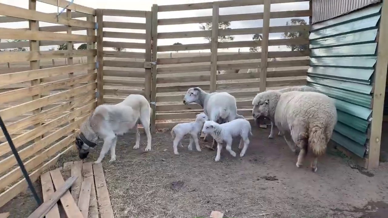 SiVAS KANGAL KOPEGi ve KOYUNLAR AGILDA - KANGAL DOG and SHEEPS