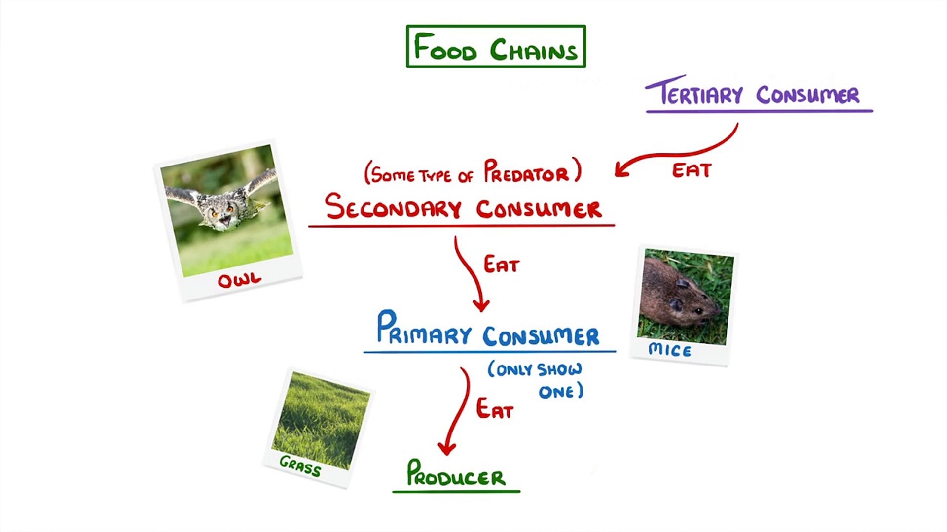 ⁣Biology - Food Chains & Predator Prey Cycles