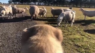 COBAN KOPEKLERiNiN GOZUNDEN KOYUN KORUMA - ANATOLiAN SHEPHERD DOG GUARD SHEEP