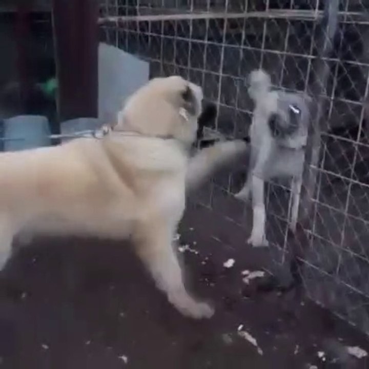 ANADOLU COBAN KOPEKLERiNDEN YAKIN ATISMA - ANATOLiAN SHEPHERD DOG NEAR vs