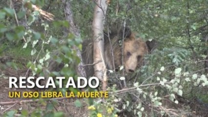 Un oso es rescatado y libra la muerte en China