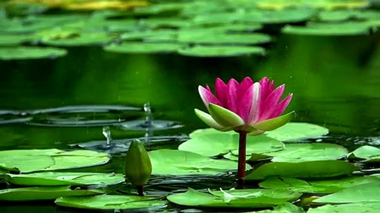 Lotus