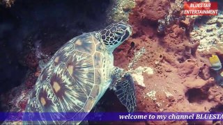 turtle-4k, beautiful turtle  full hd, beer catching fish, sea water fishes, turtle playing with fish, sea water, colour fish, nature, nature & beautyin the sea water