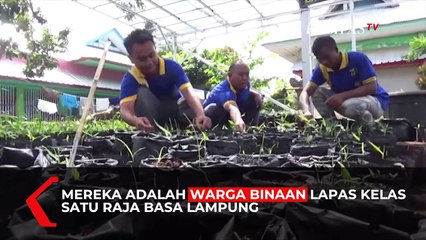 Jahe Merah Hasil Budidaya Warga Binaan