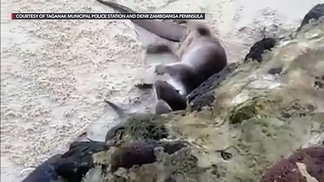 Otter pups in Taganak Island, Tawi-Tawi