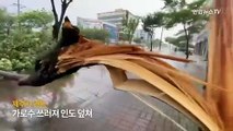[현장영상] 가로수 꺾이고 간판 쓰러지고…제주 태풍 피해 속출