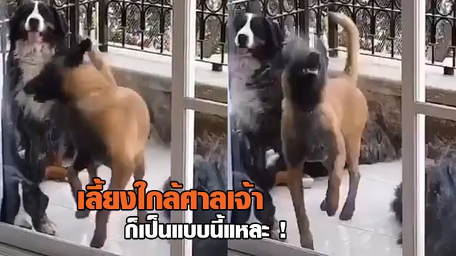 ติดไลออนคิงหนักมาก !! น้องจ๋า... แกเกิดเป็นหมา ช่างกล้าสวมบทบาทราชสีห์