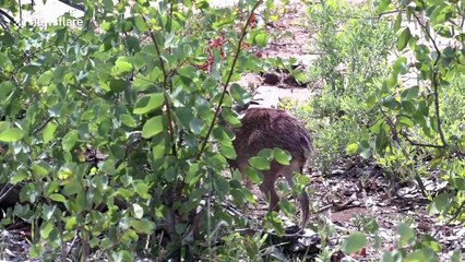 Antelope enjoys day under the sun at Kruger National Park in South Africa