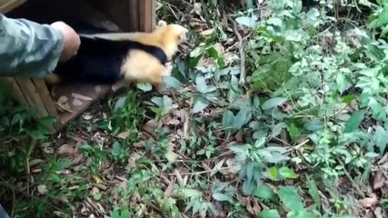 Surra de fofura: Tamanduá resgatado é devolvido à natureza em Francisco Beltrão; assista