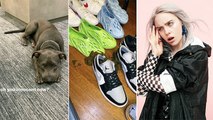 Billie Eilish’ Dog Took A Huge Dump On Her Expensive Shoes