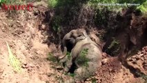 Baby Elephant Rescued, Dead Leopard Found in Snare in Pair of Incidents in Sri Lanka