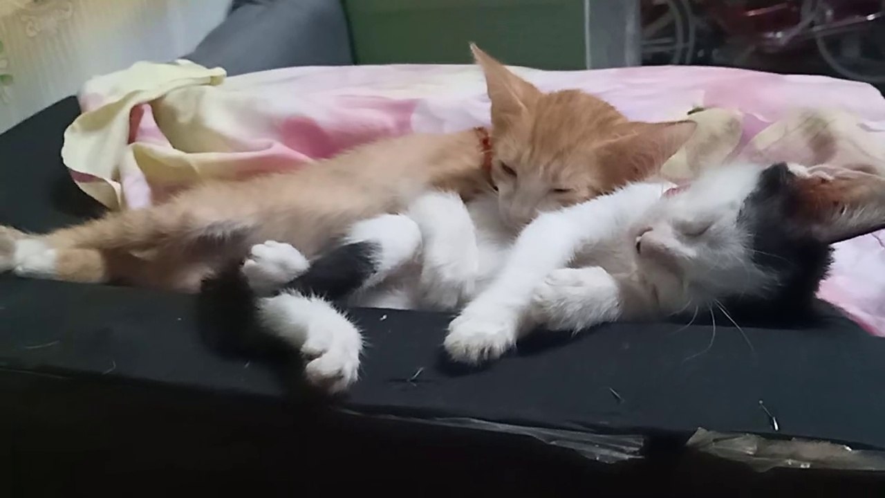 Tenten & Kajel The Cats