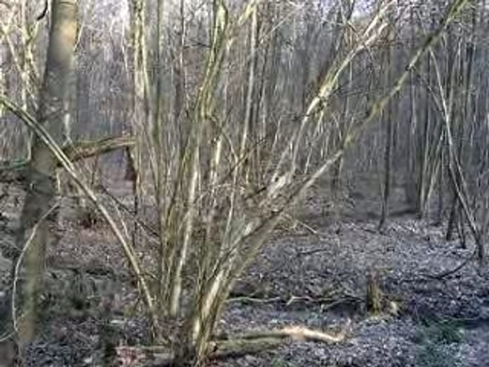 Cri du chevreuil