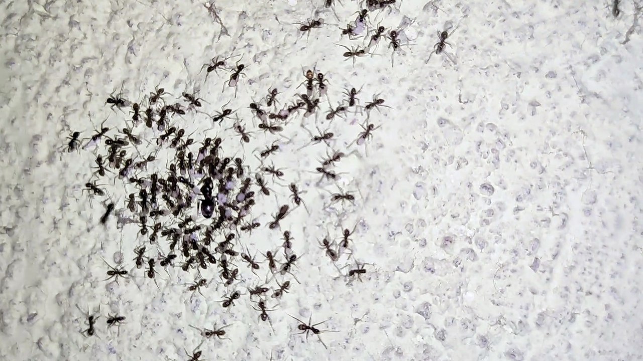 Black Ants