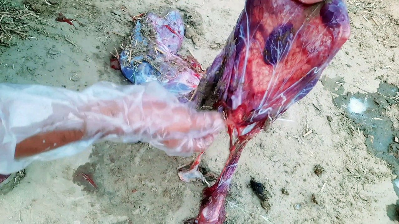 Animals placenta kese atkta h
