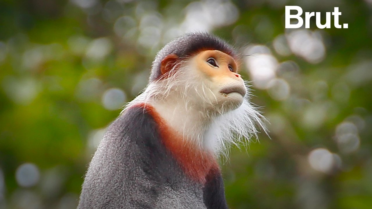 Meet the red-shanked douc