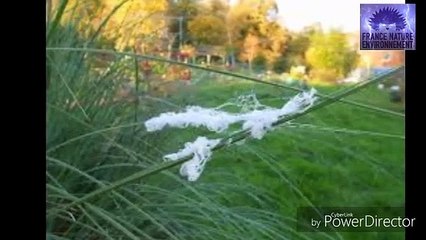 Les morgellons et sa vérité caché