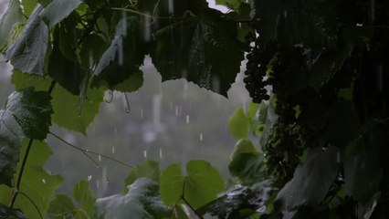 Relaxing Rain sound & Calm music| Helpful for  Sleep,  Meditation & Stress relief.