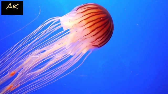 #Jellyfish __ Jellyfish swimming in the ocean