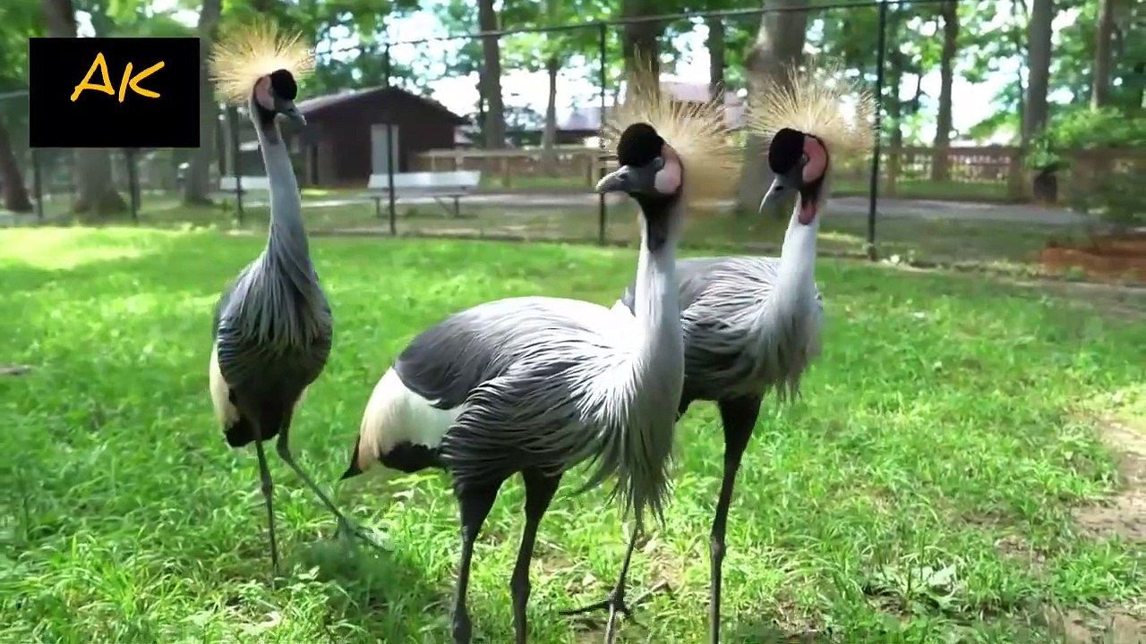 Top 5 beautiful bird in the world