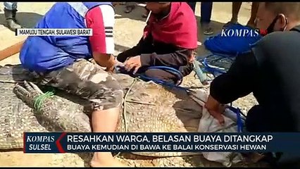 Resahkan Warga, Belasan Buaya Ditangkap Warga