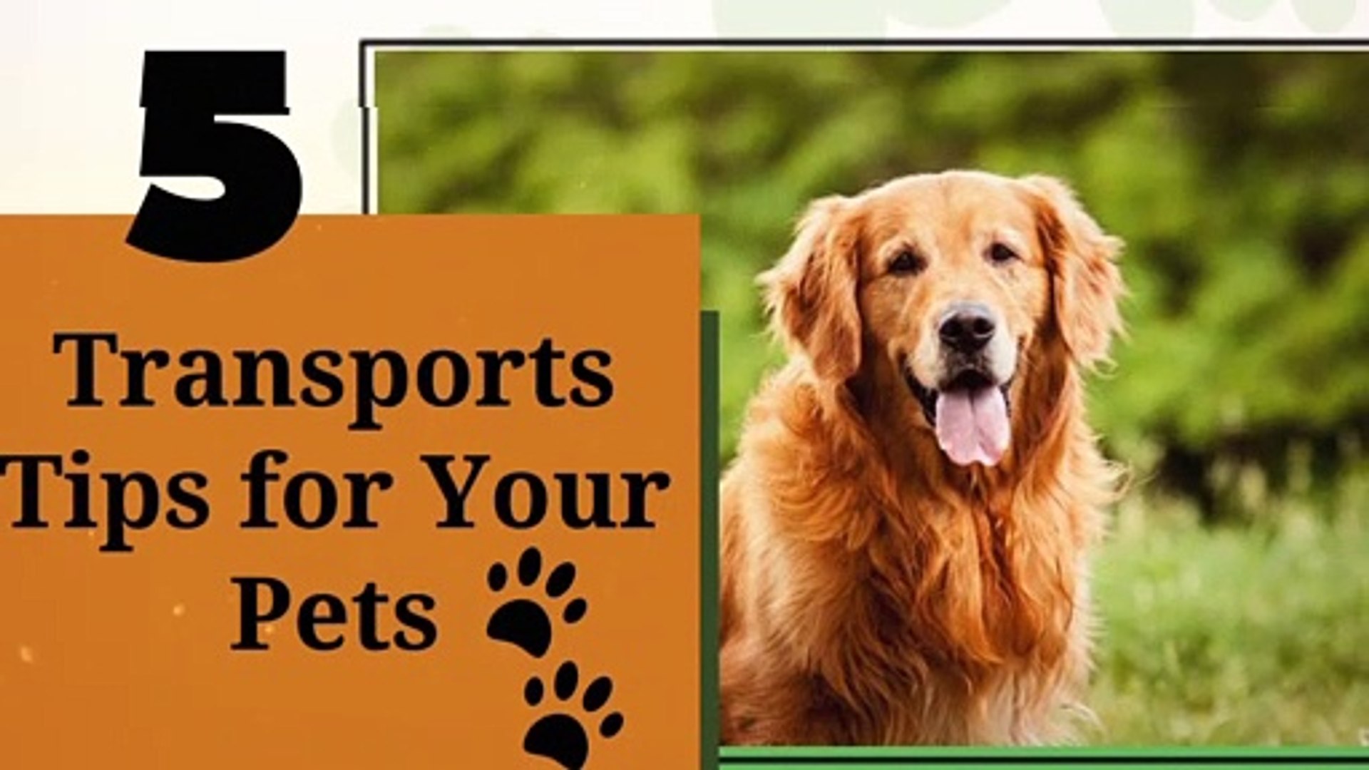 ⁣Providence of Treatment With Proper Veterinary Care