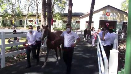 Ev fiyatına tay, 6,6 milyon TL gelir elde edildi