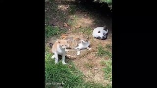 Cats and Dogs Doing Funny Things 2020 Cats & Dogs Funny Moment