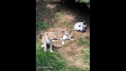 Cats and Dogs Doing Funny Things 2020 Cats & Dogs Funny Moment