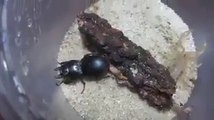- سبحان الله الخالق خنفساء الكالوسوما تقتل العقرب   Glory be to God the Creator The callusoma beetle kills scorpions