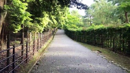 ＃１　Bamboo forest in Arashiyama,Kyoto