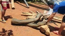 Villagers catch huge python the cook it on a camp fire in Laos